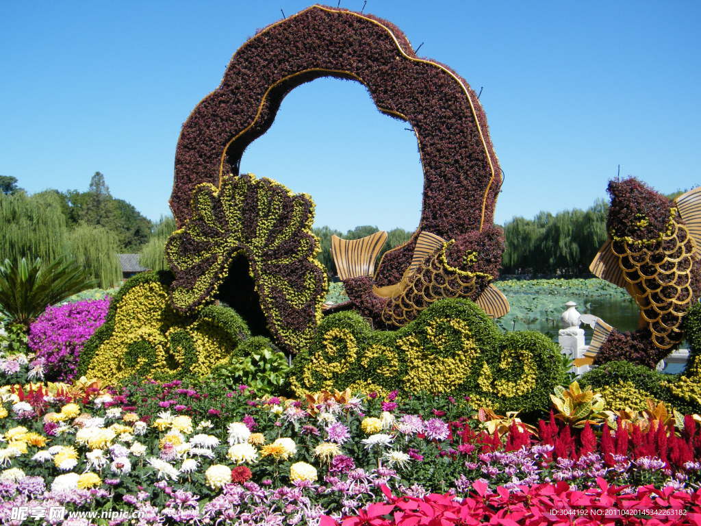 菊花