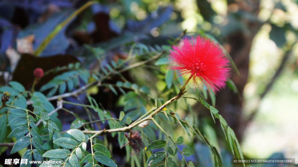 热带花草