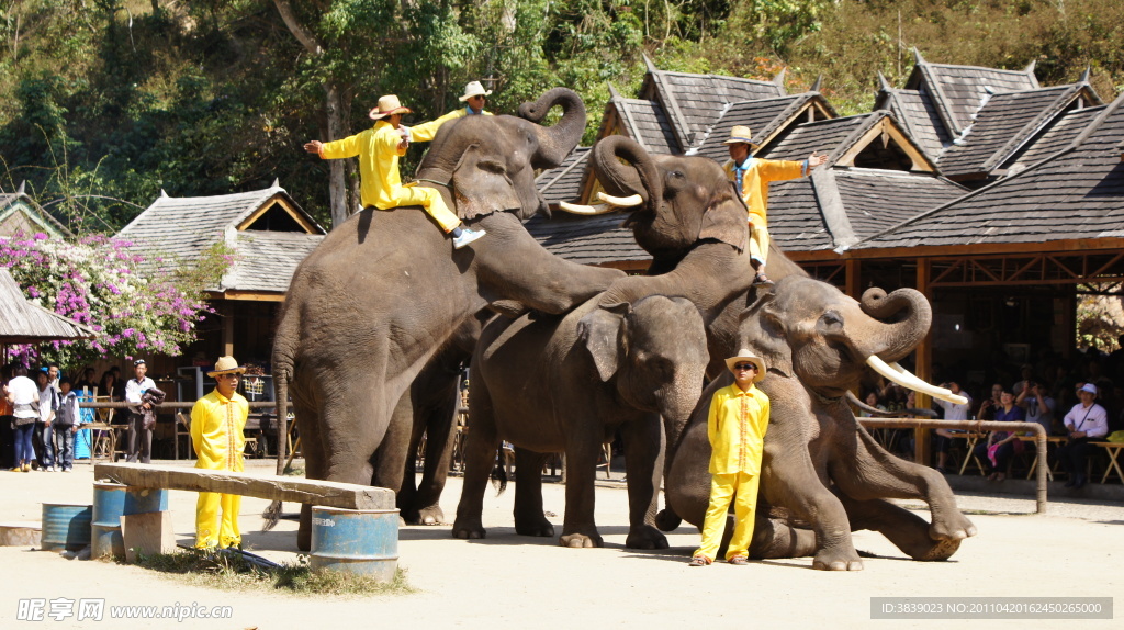 野象谷大象表演