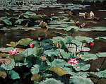 风景油画