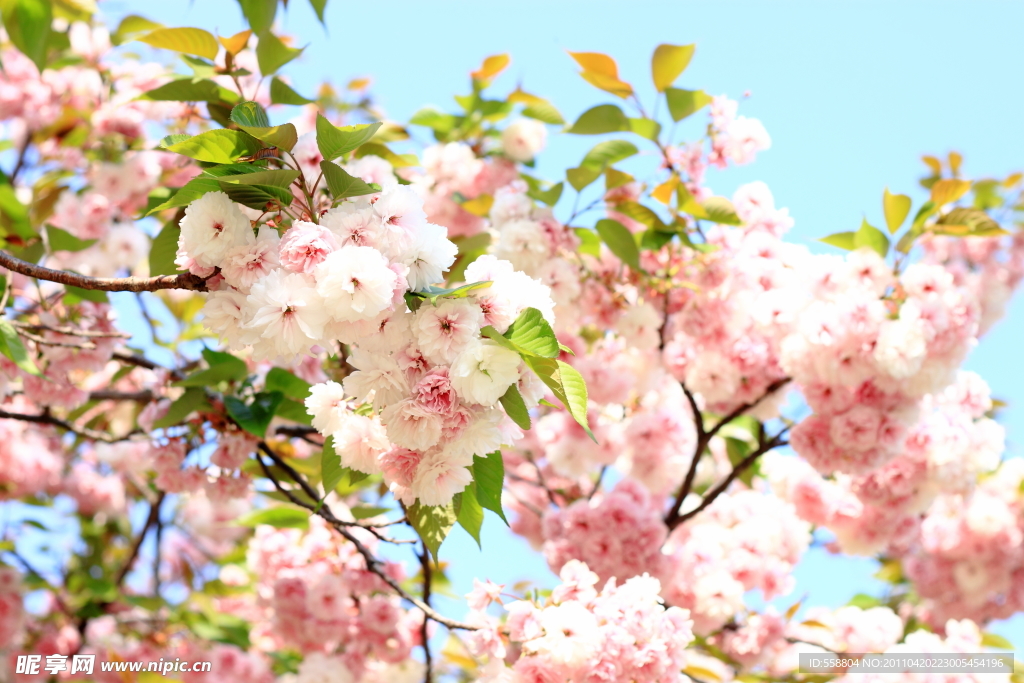 桃花