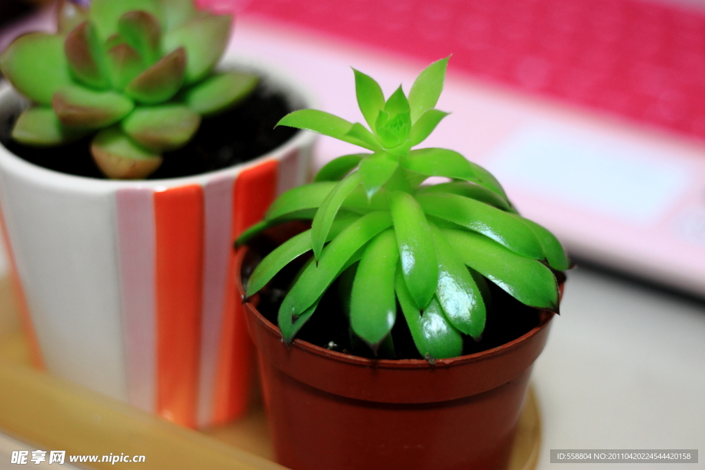 小植物 小园艺