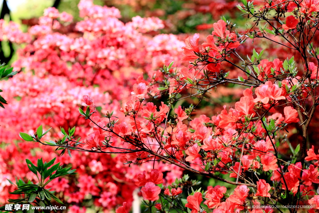 樱花