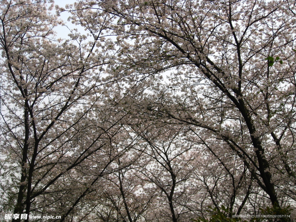 樱花