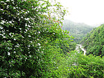 花开山间
