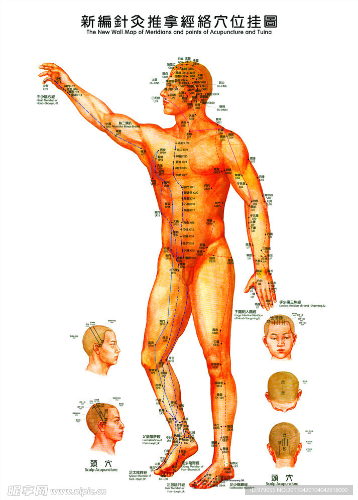 针灸推拿经络穴位图
