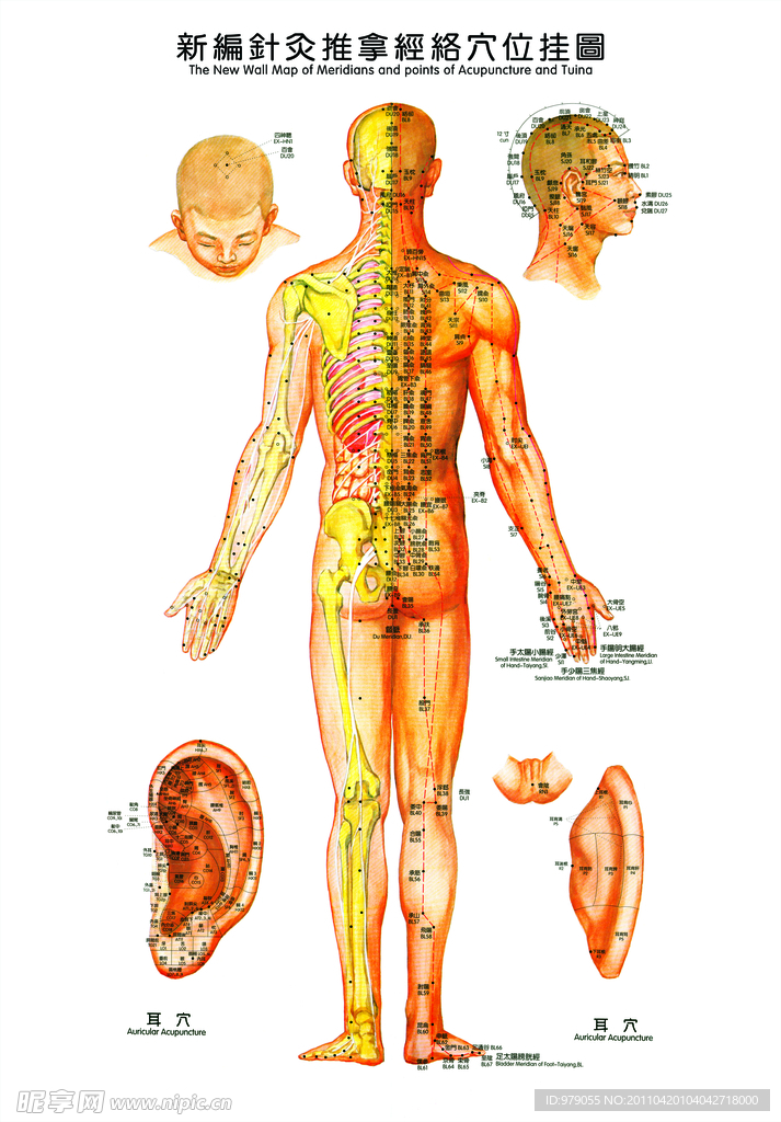 针灸推拿经络穴位图