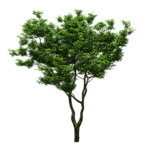 园林绿树树木透明png