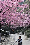 樱桃花