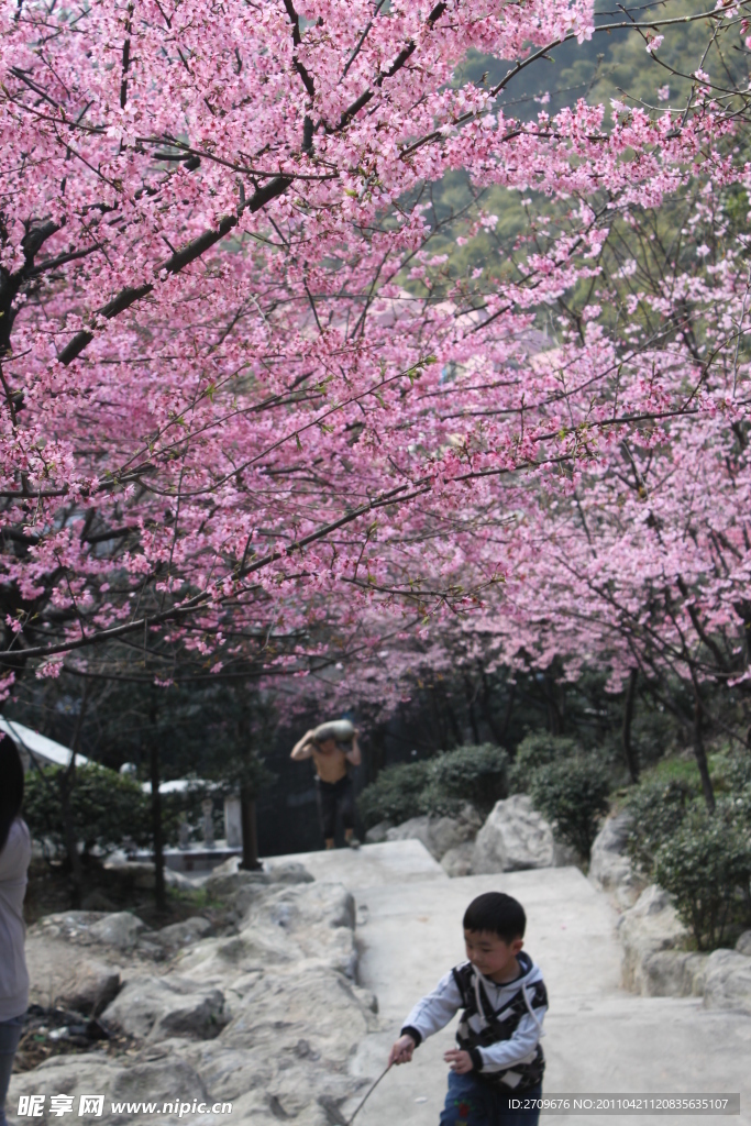 樱桃花