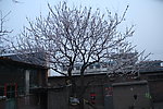 杏花