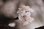 杏花