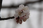 杏花