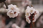 杏花