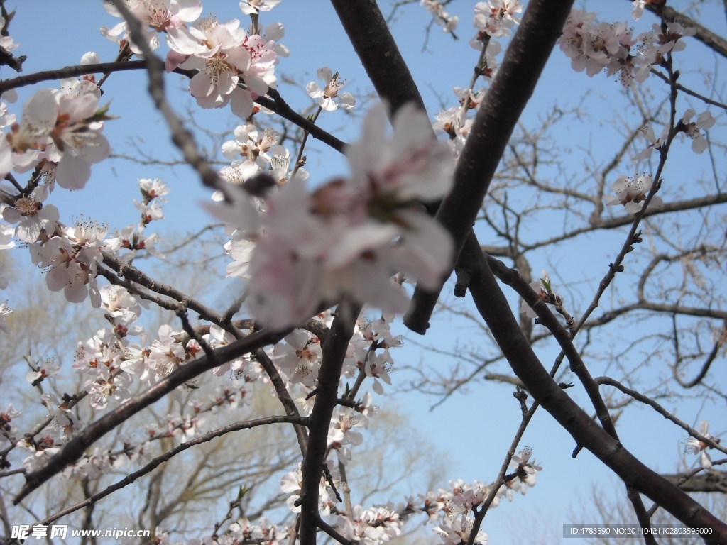 樱花