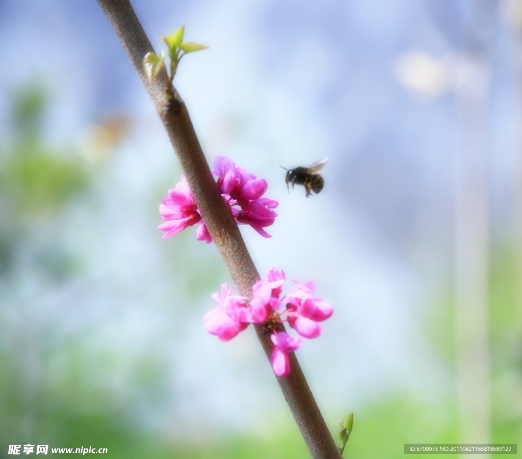 蜜蜂采蜜