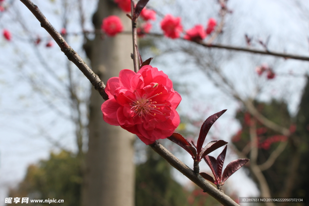 桃花傲然