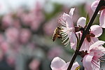 桃花与蜜蜂