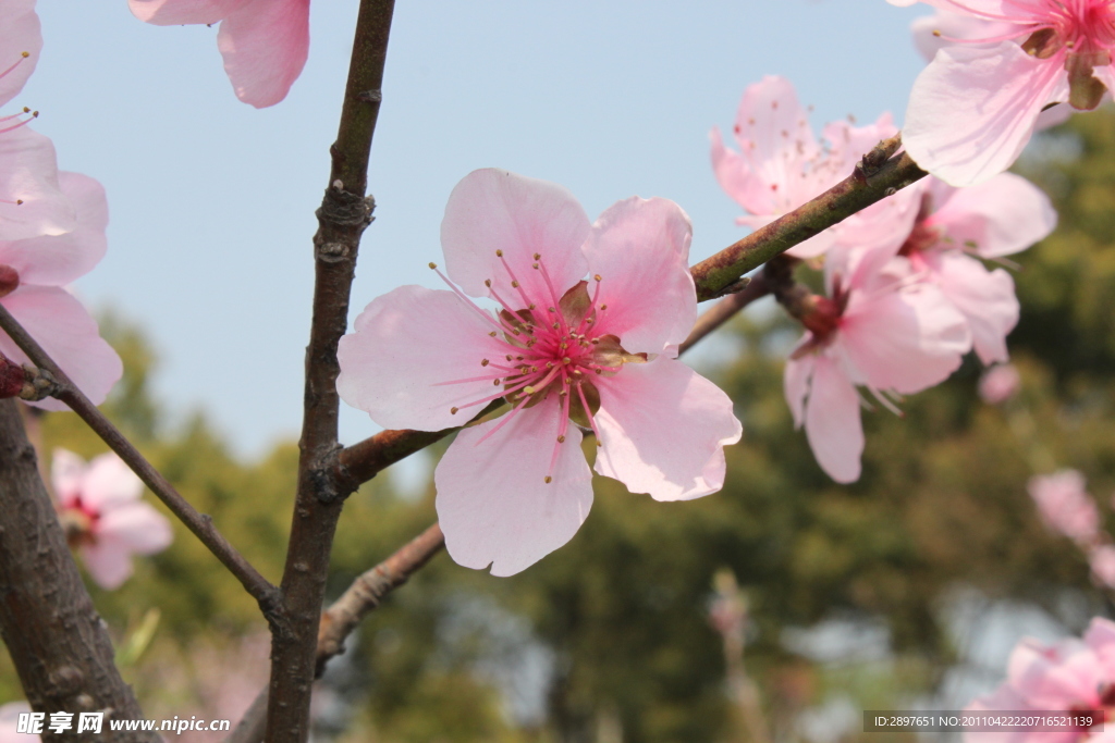 花瓣