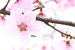 人面桃花