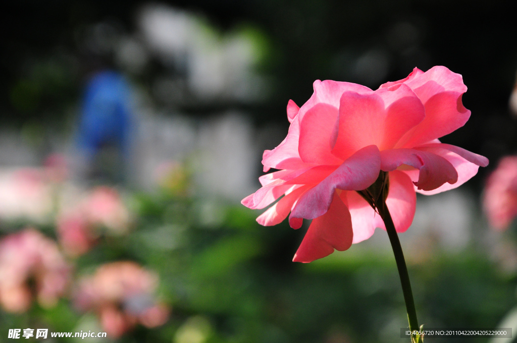 粉色月季花