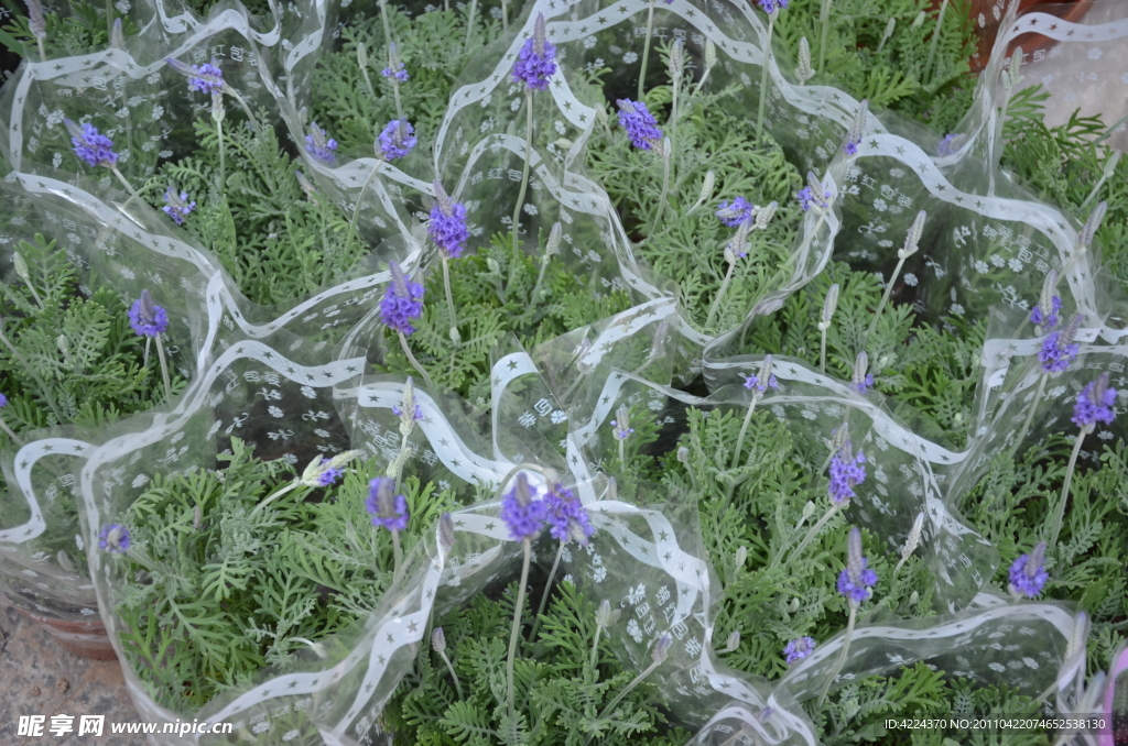 薰衣草