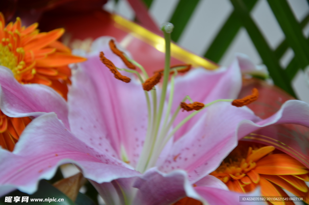 百合花蕊