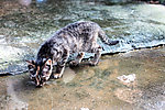 小猫