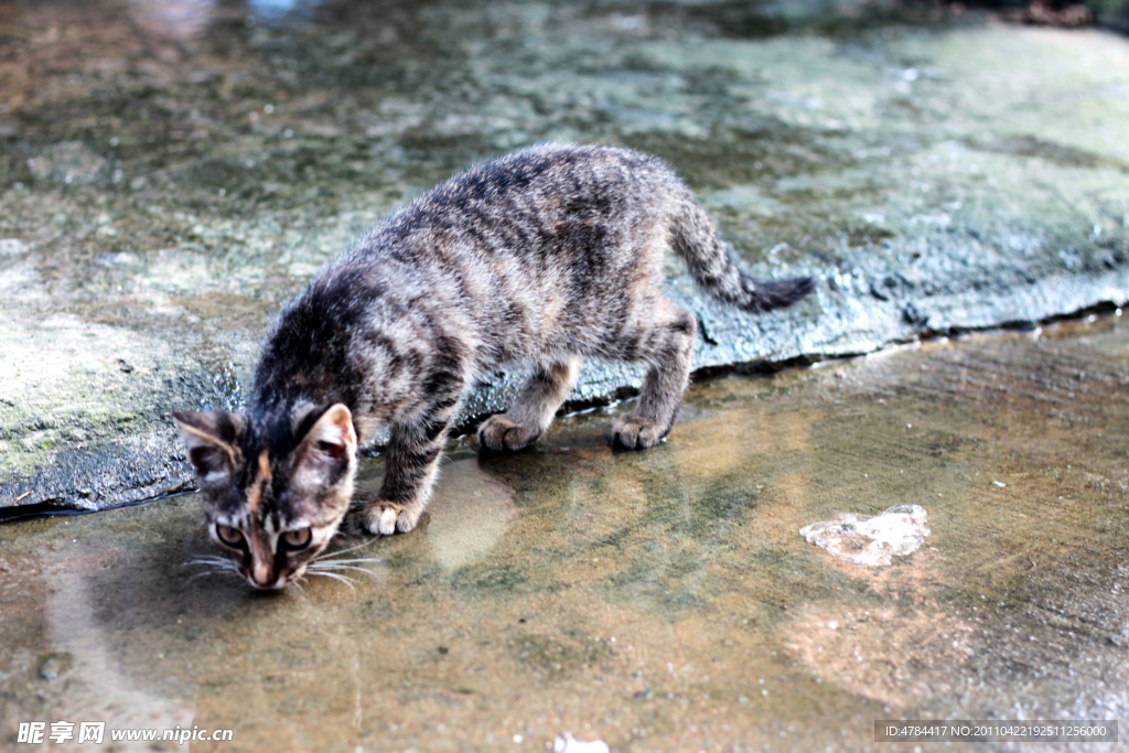 小猫