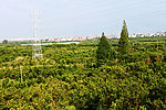 绿树蓝天