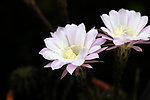 仙人球花
