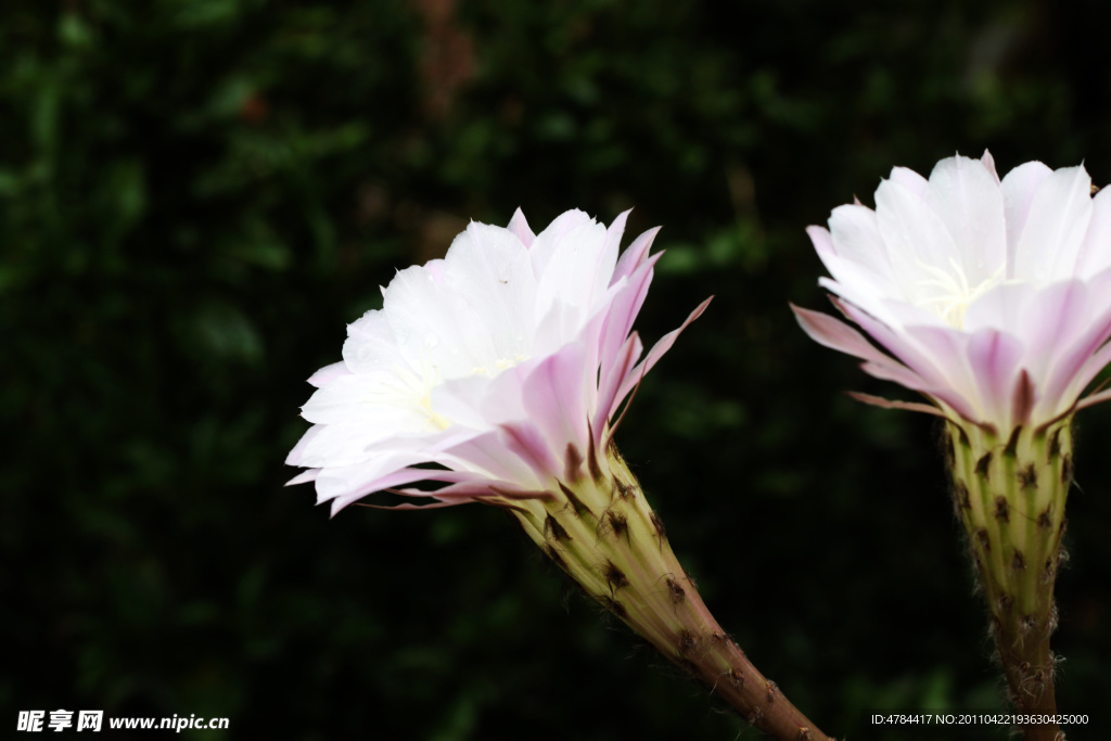 仙人球花
