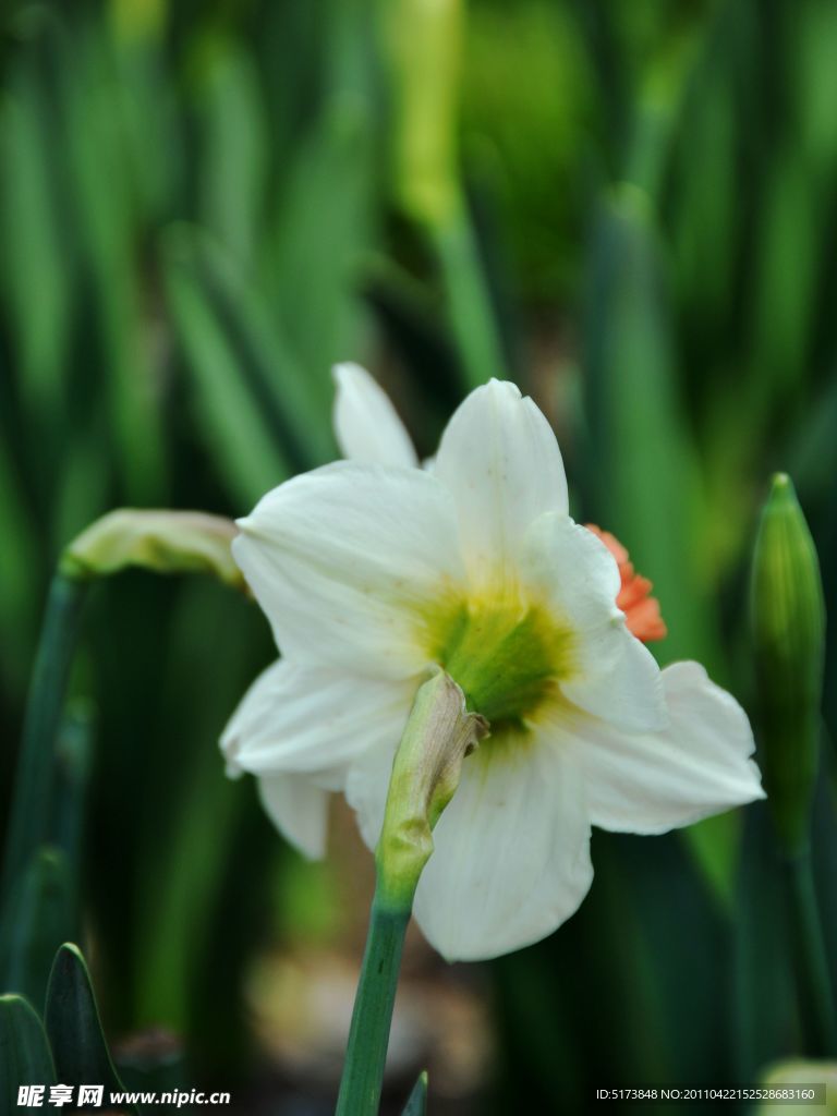 水仙花