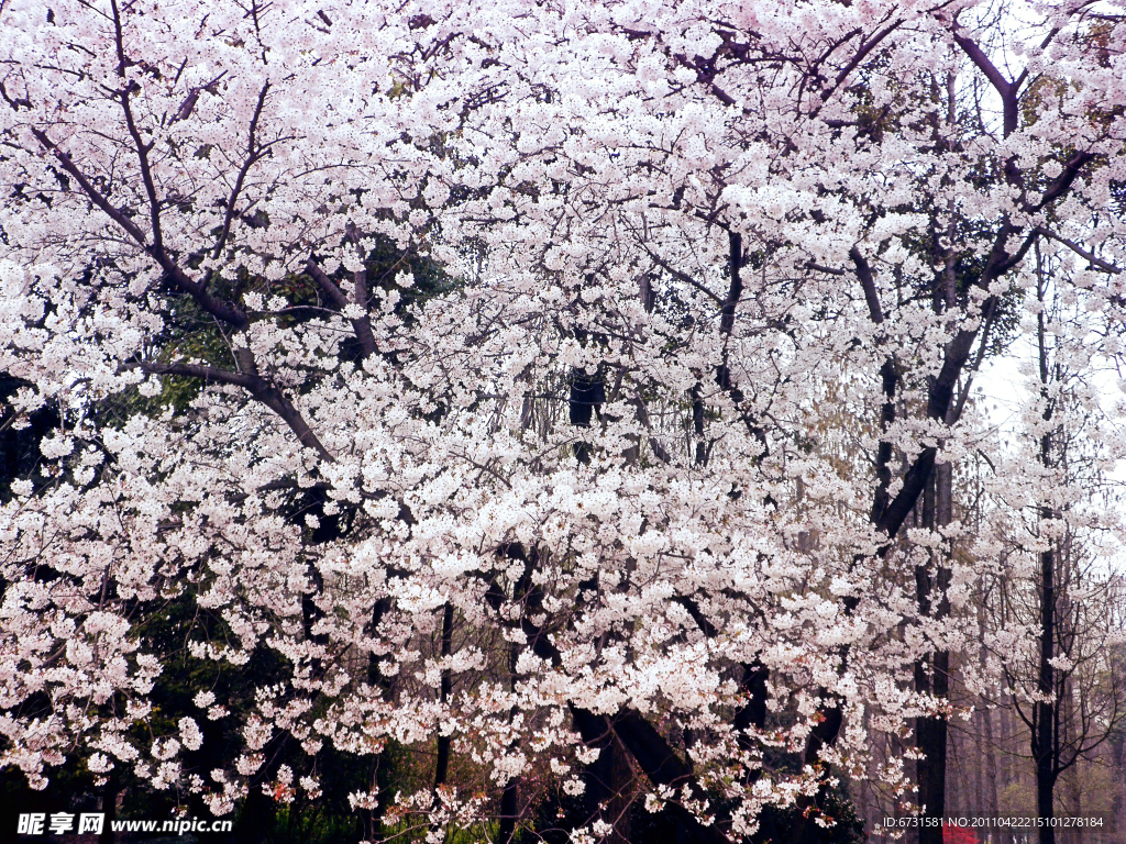 樱花