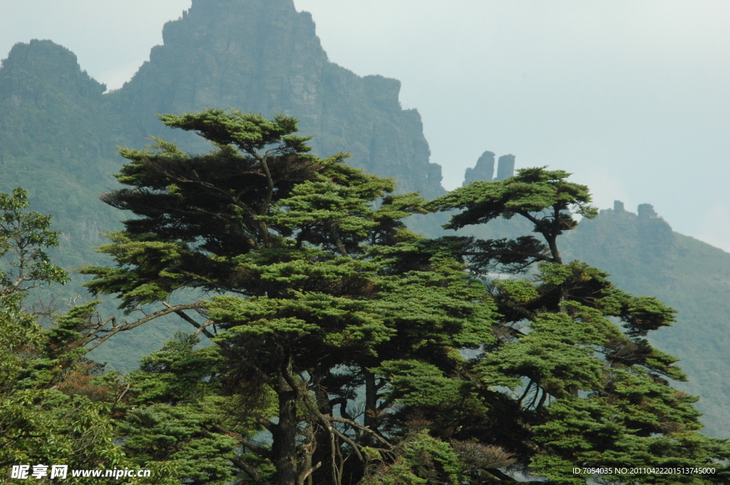 贵州梵净山 迎客松