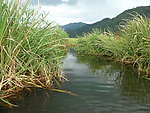 水稻田