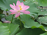 圆明园带露莲花