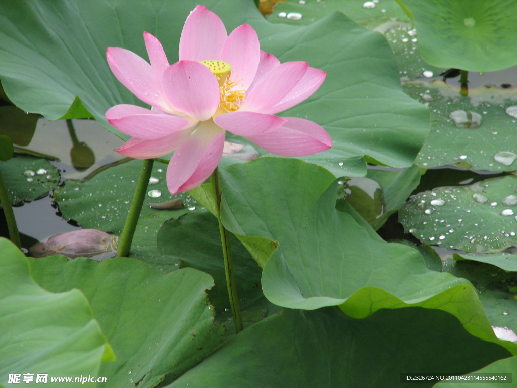 圆明园带露莲花