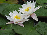 圆明园睡莲 花开并蒂