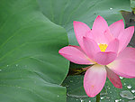 圆明园雨后荷花