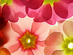 花瓣