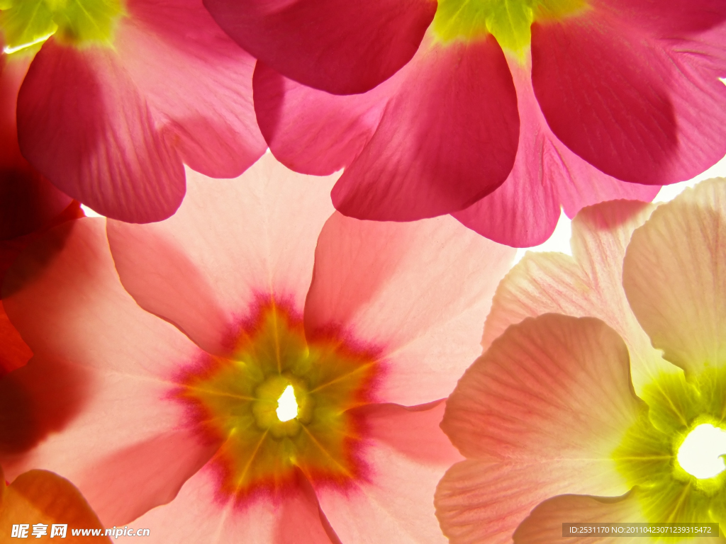 花瓣