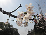 樱花盛开