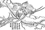 荷花 国画