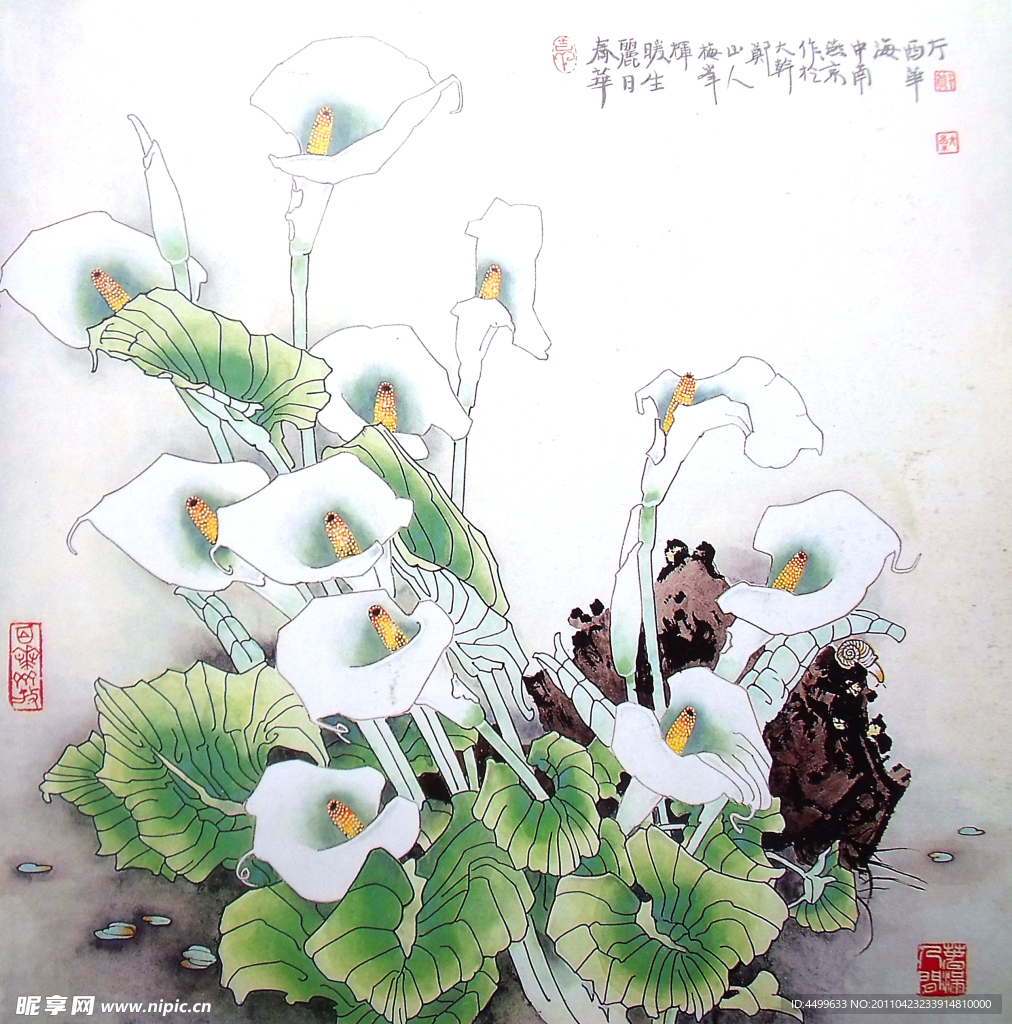 国画 马蹄莲