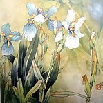 国画 蝴蝶兰