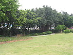 绿树草地