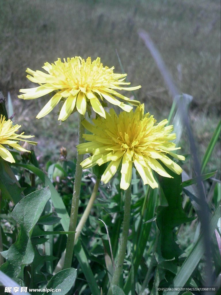 近景野菊花