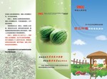 西瓜农业保险彩页