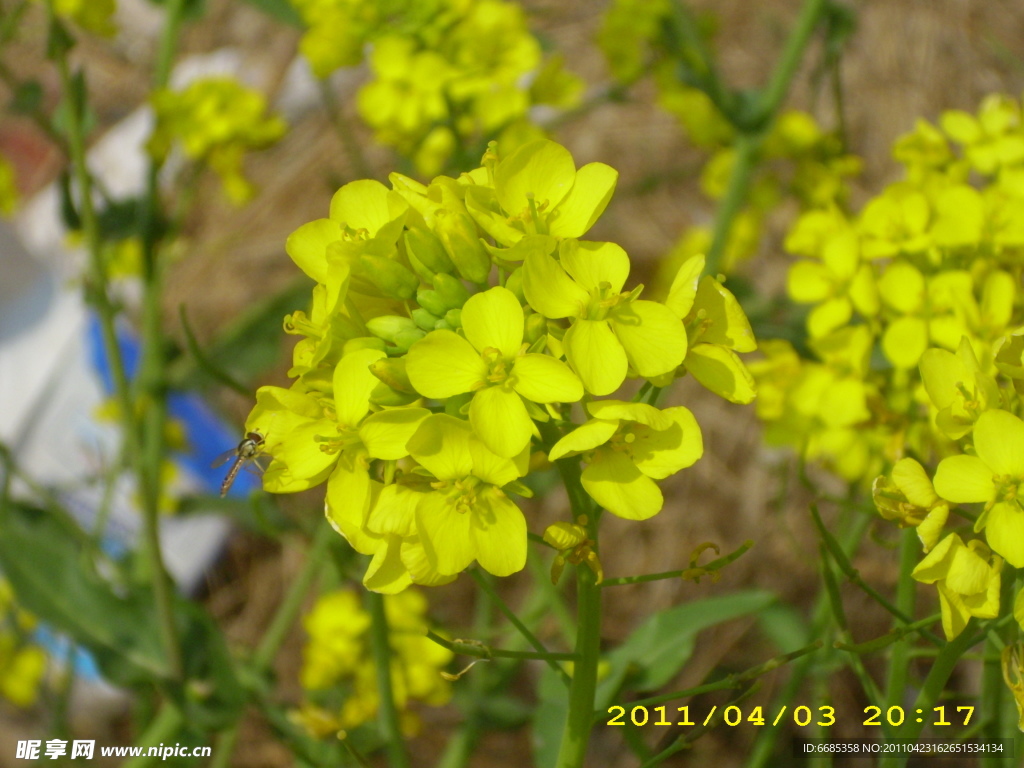 油菜花